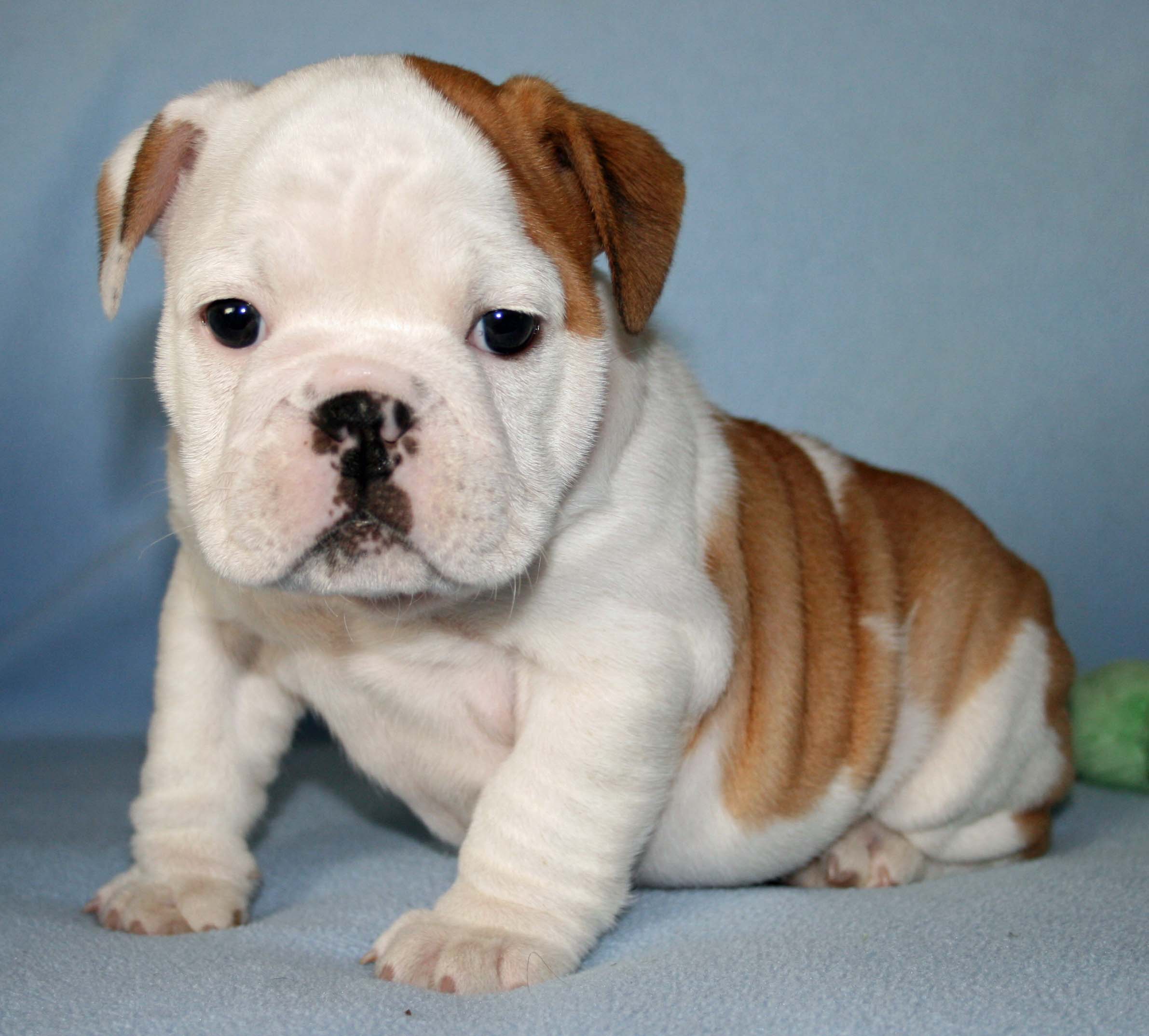 Most Adorable Bulldog Puppies Photos Cute Boomsbeat