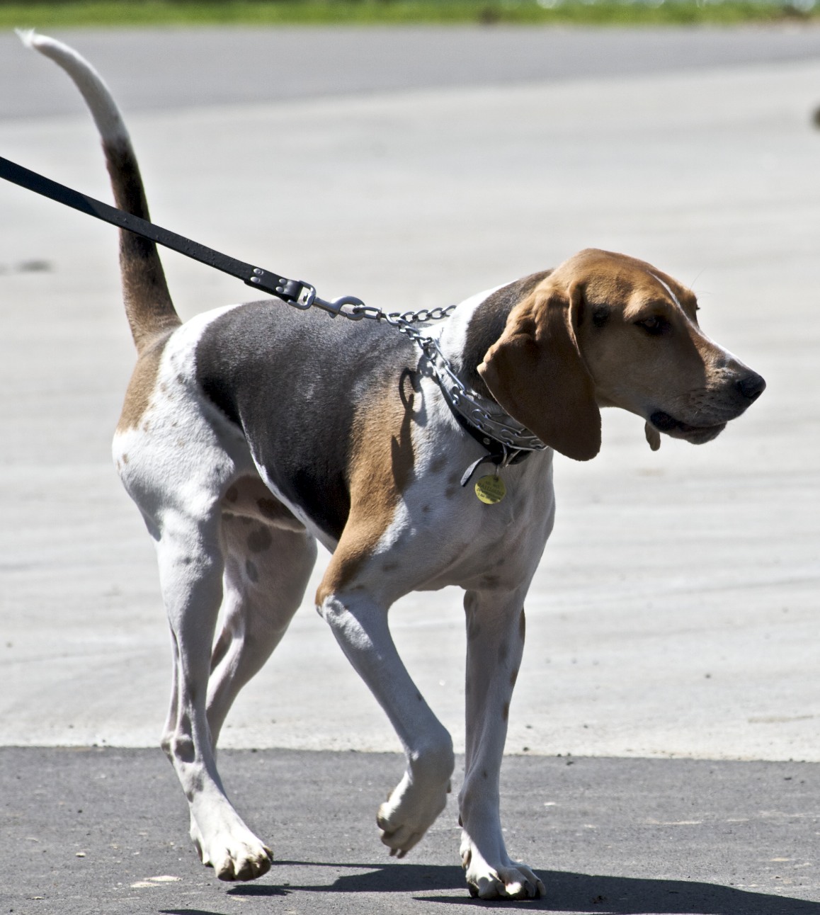 Treeing Walker Coonhound Dog On The Walk Photo And Wallpaper