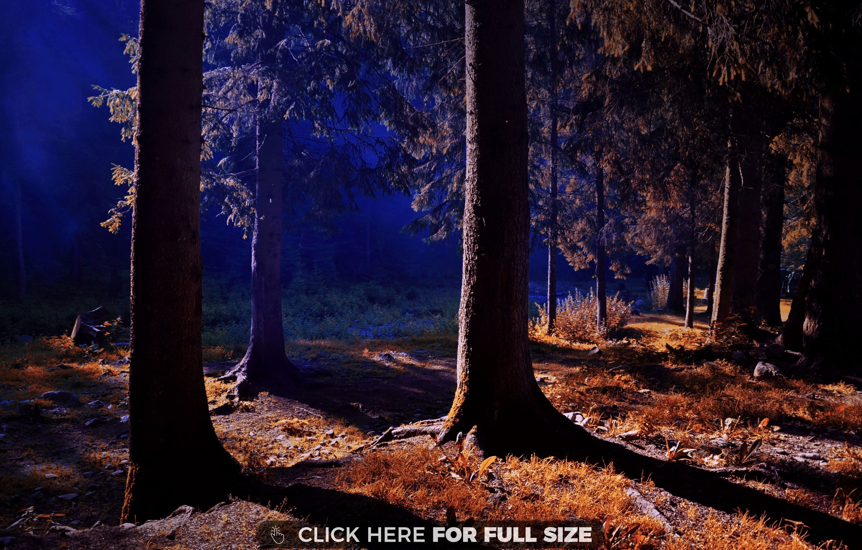 Night Inside Forest Desktop Wallpaper Nature