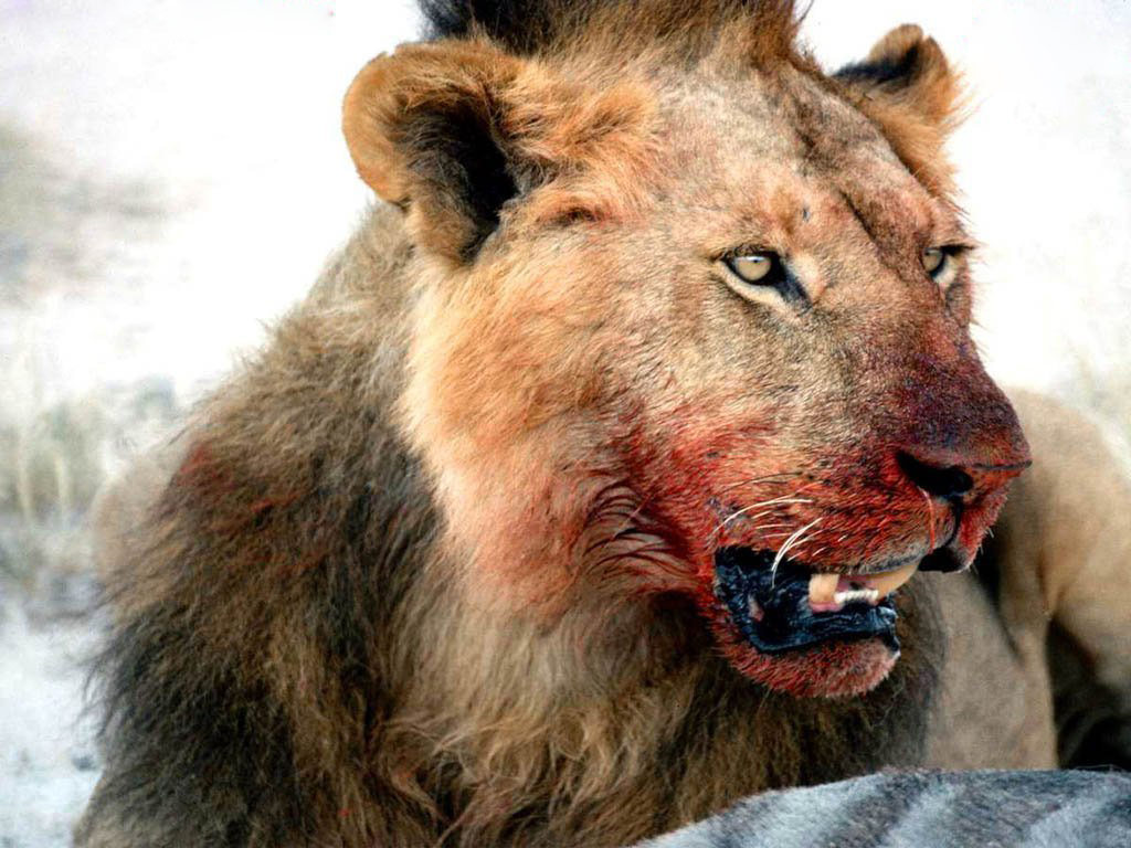 Dangerous HD Lion Wallpaper Wild Life