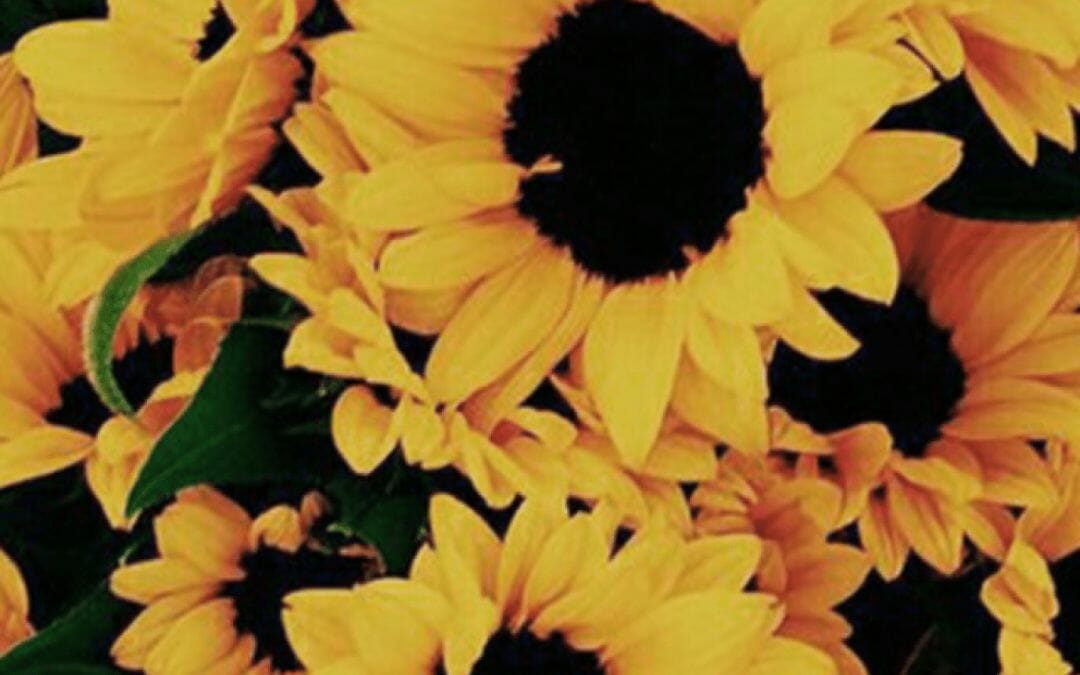 Yellow Aesthetic Sunflowers Android iPhone Desktop