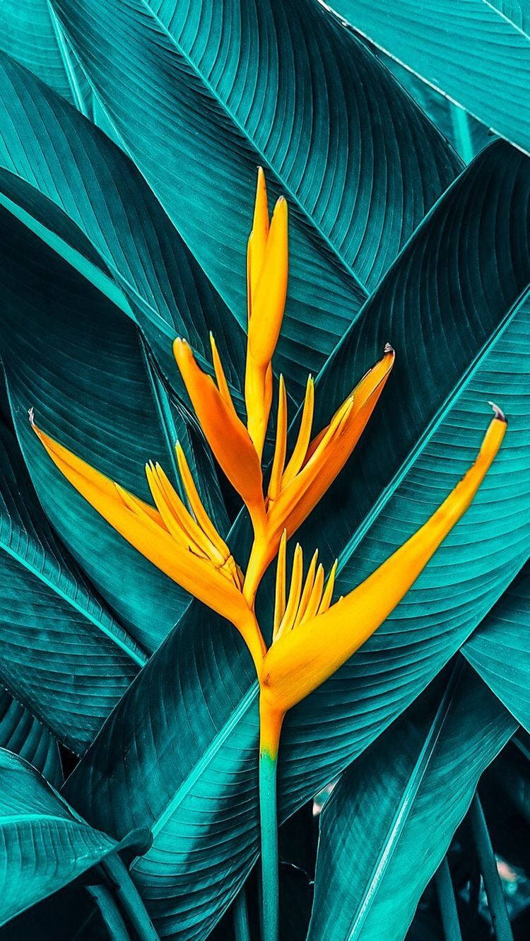 Plants iPhone Wallpaper
