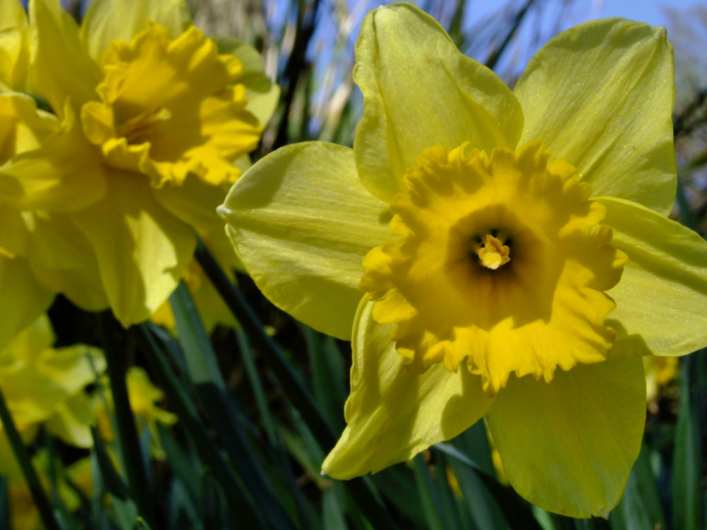 Daffodil Photos Desktop Background Wallpaper