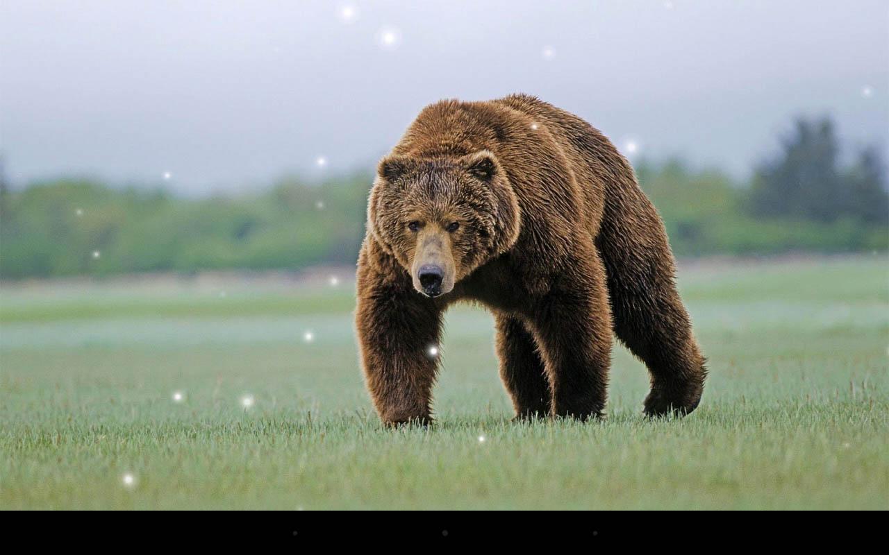 Brown Bear Live Wallpaper Android Apps On Google Play