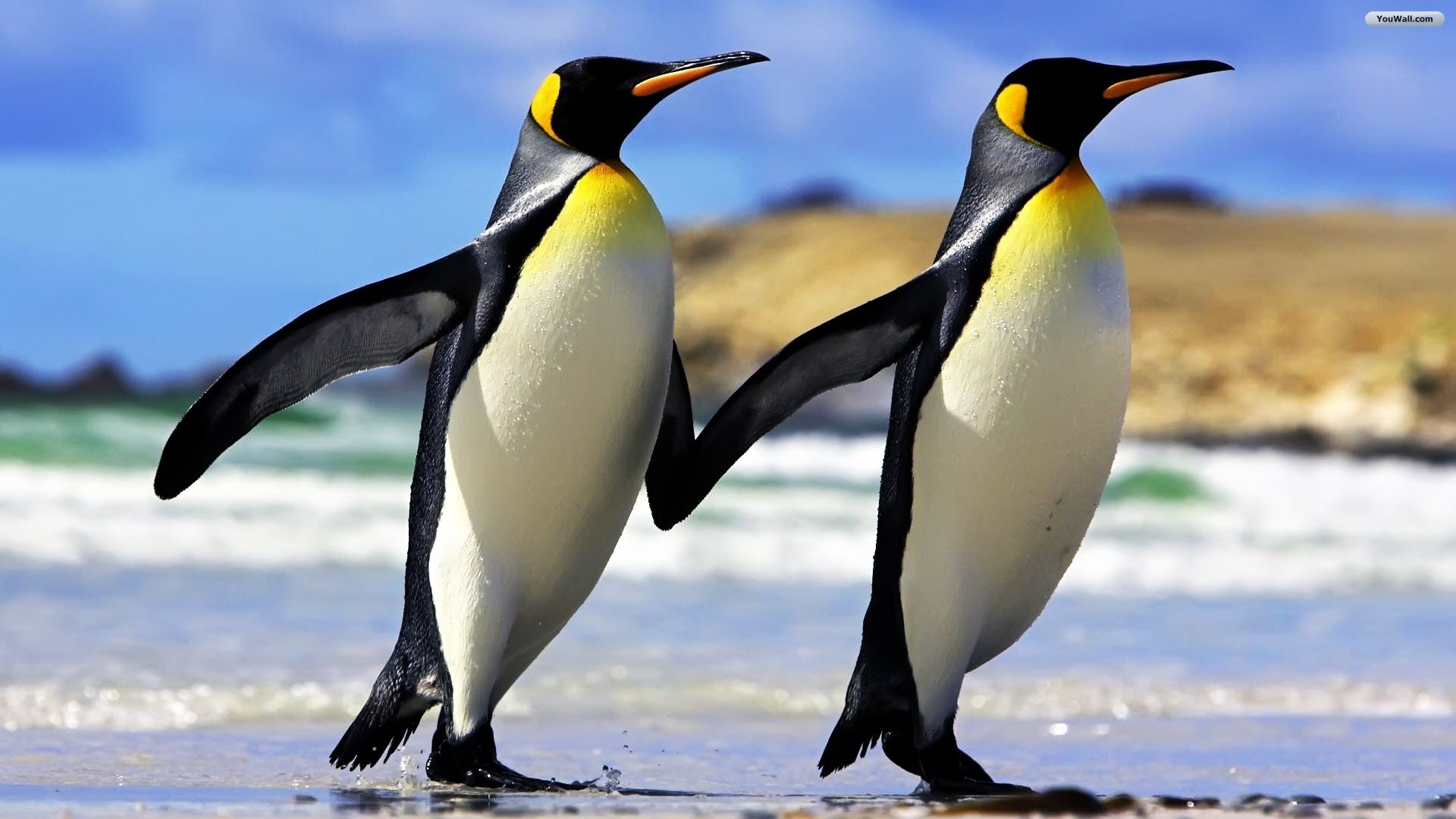 Penguins Wallpaper Photo Desktop