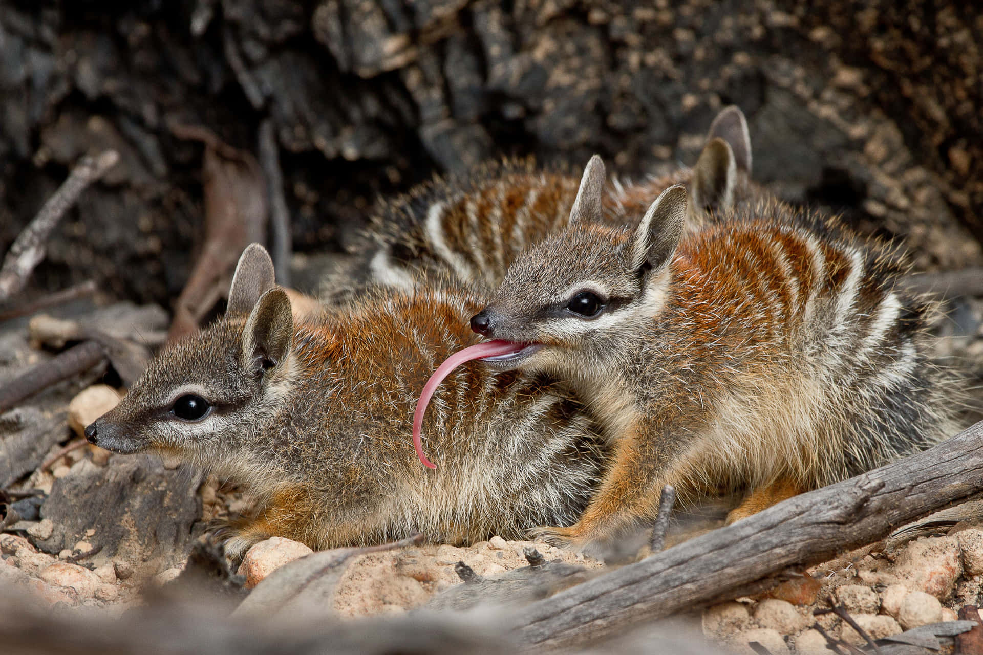 Three Numbats in their Natural Habitat