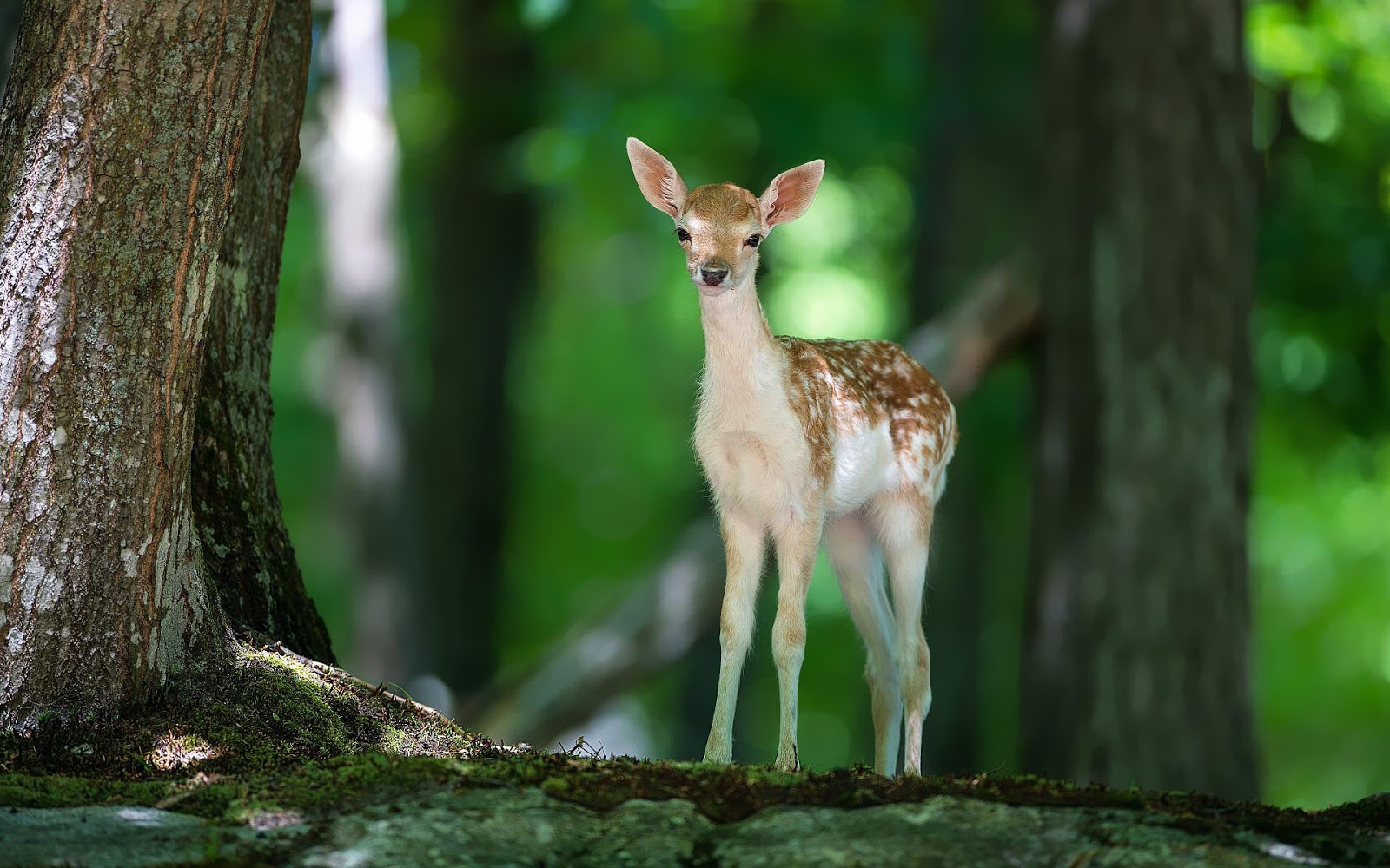 Animal Wallpaper Of A Young Deer In The Forest HD Deers Jpg