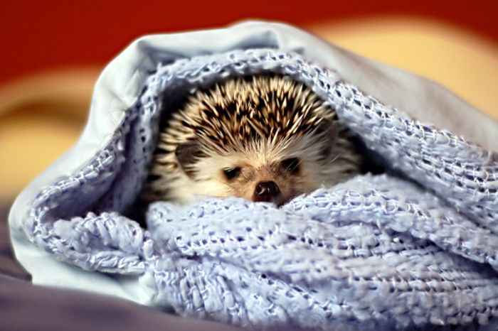 Very Cute Hedgehogs 34 pics