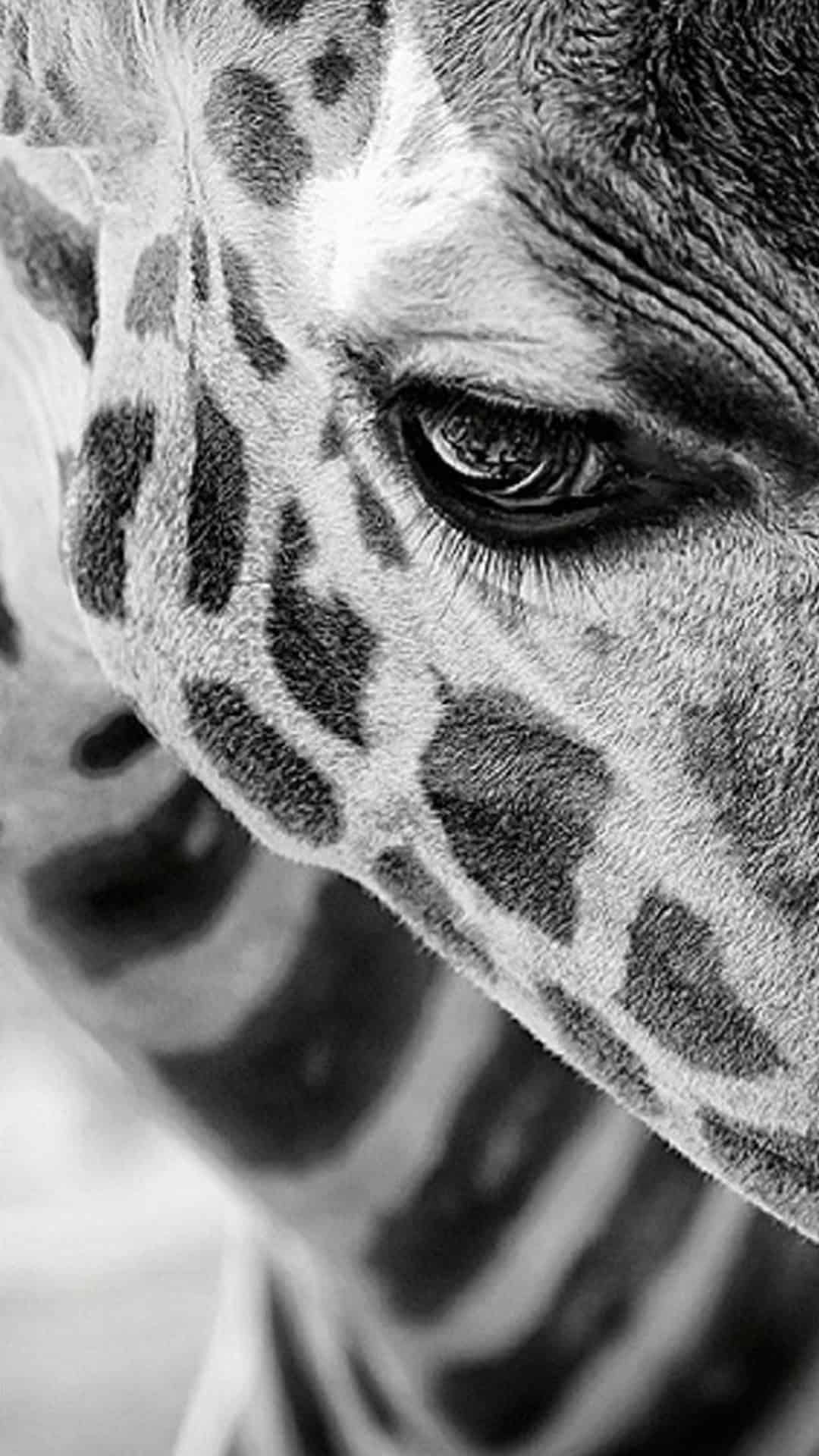 Animal iPhone Wallpaper