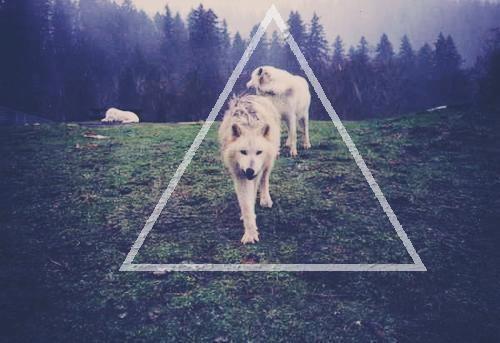 Cute Hipster Love Triangle Wolf Wolves Favim Jpg