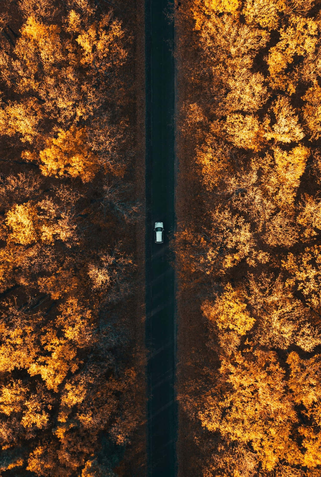 Early Fall Wallpaper