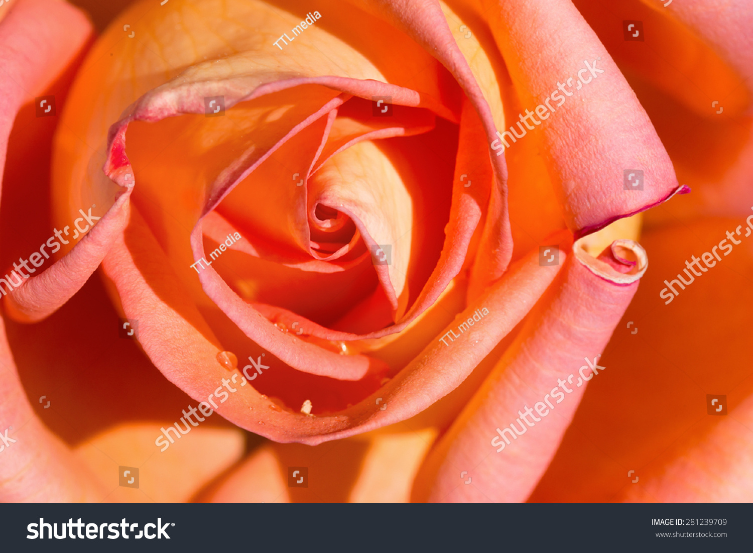 Best Victor Borge Rose Variety Of Flower Wallpaper