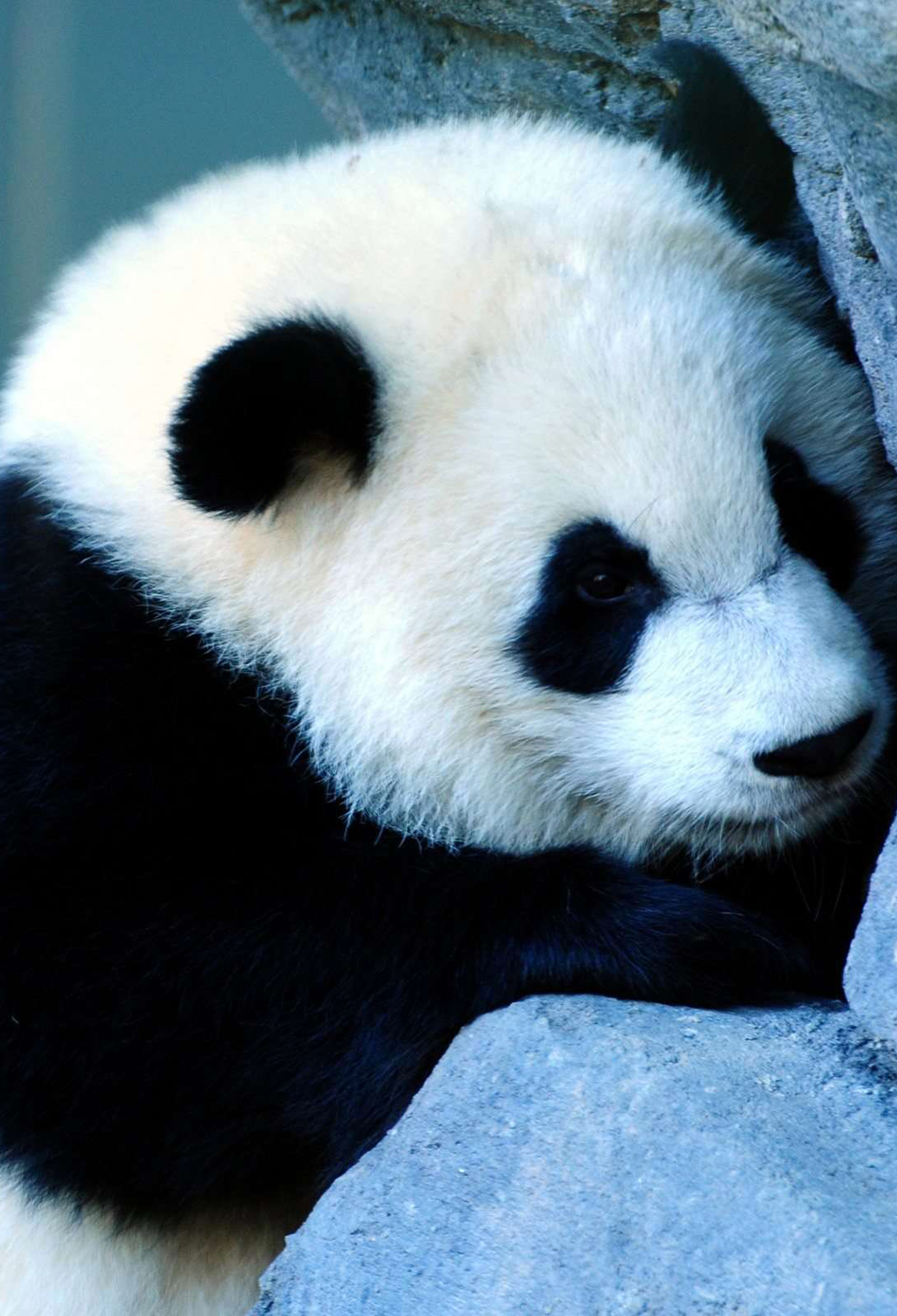Kawaii Panda iPhone Wallpaper - WallpaperSafari