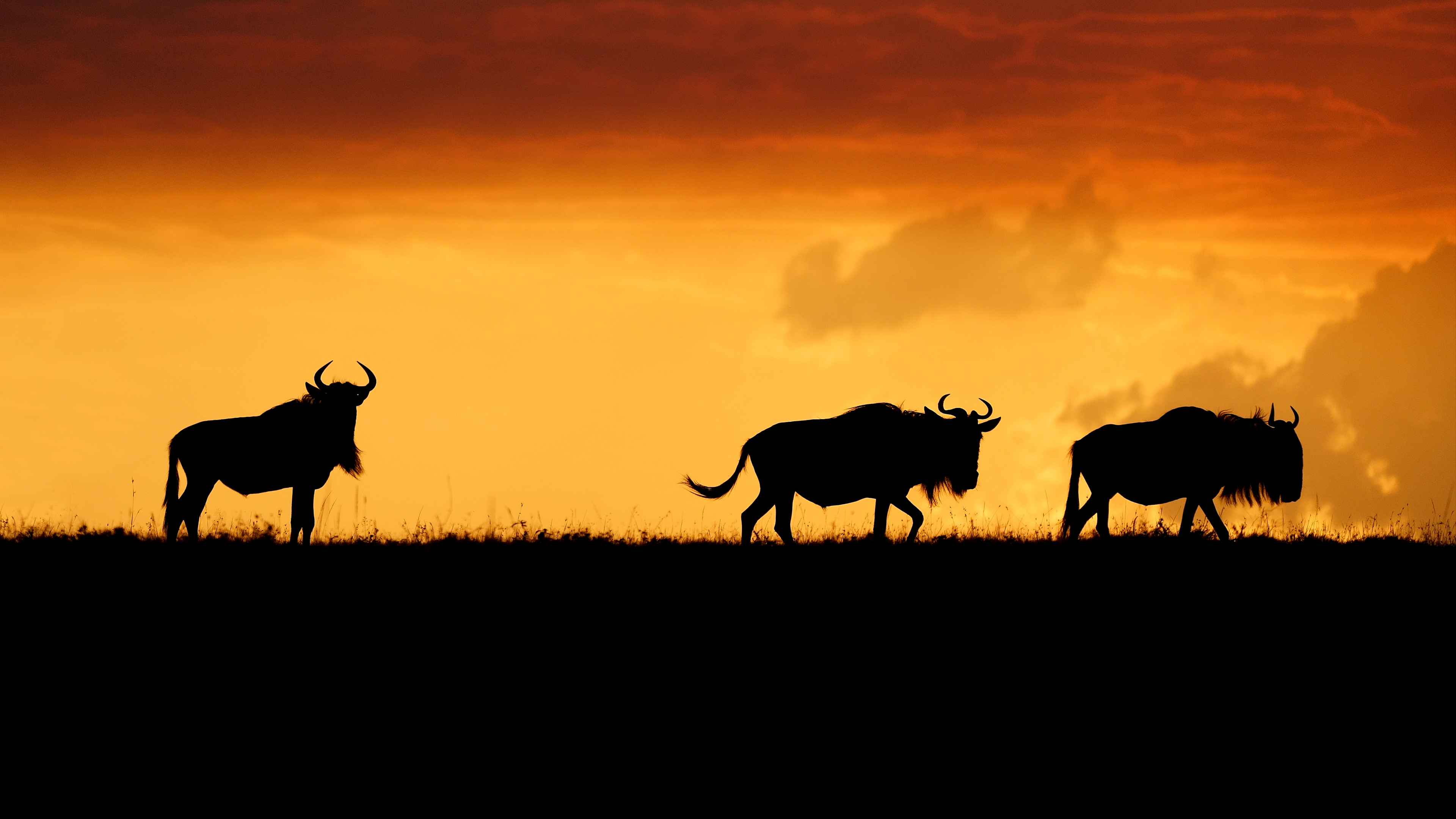 Silhouettes of three wildebeest against a vibrant sunset sky in the African savanna