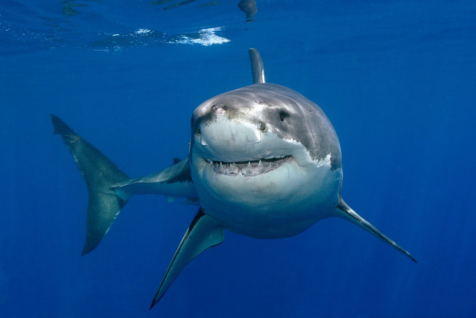 Great White Shark Underwater Wallpaper