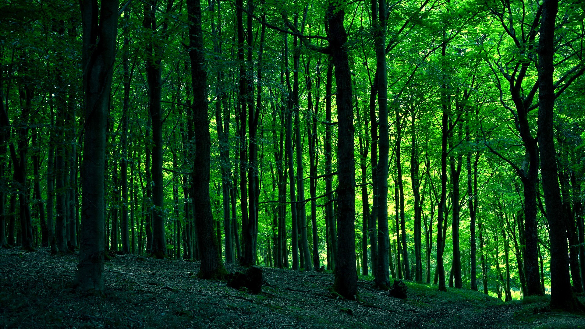 Green Forest Papel De Parede HD Wallpaper