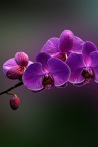 Purple Flower iPhone HD Wallpaper