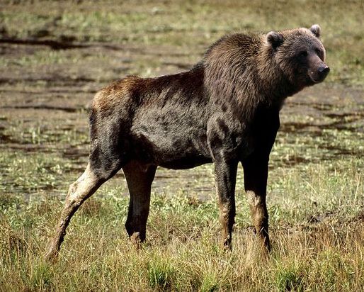 Bear Moose Hybrid Geographic Animals National Wild