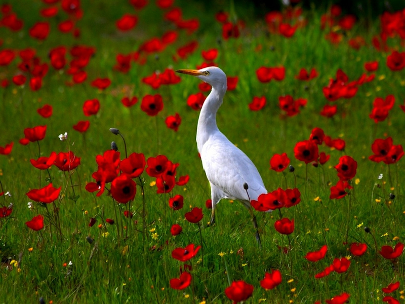 Spring Desktop Birds Pc Android iPhone And iPad Wallpaper