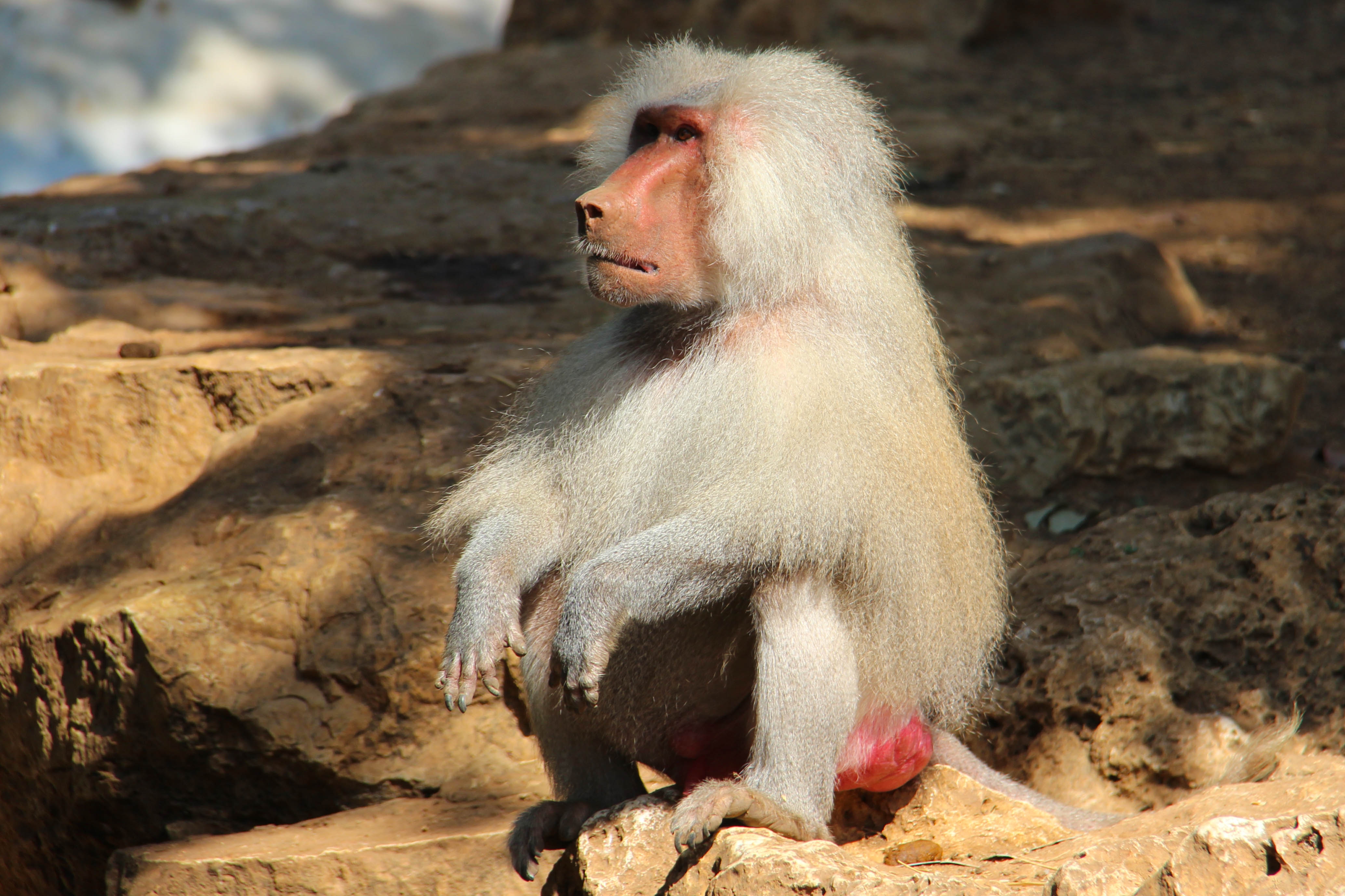 A Hamadryas Baboon sits perched on a rock, its light fur contrasting against the earthy tones of its surroundings. Its thoughtful gaze and relaxed posture capture a moment of tranquility in its natural habitat