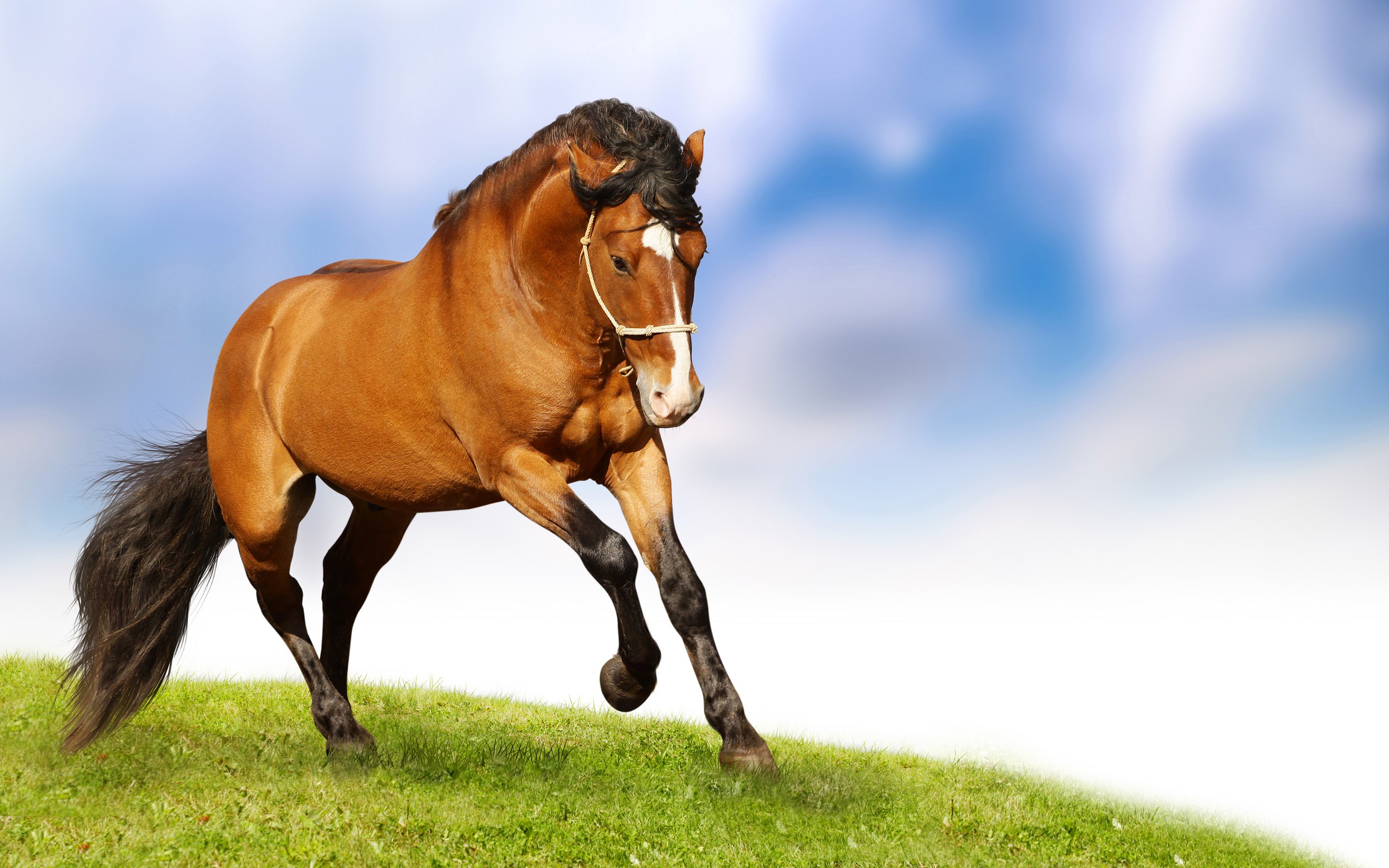 Horse HD Wallpaper Background Image 2560x1600 ID103285