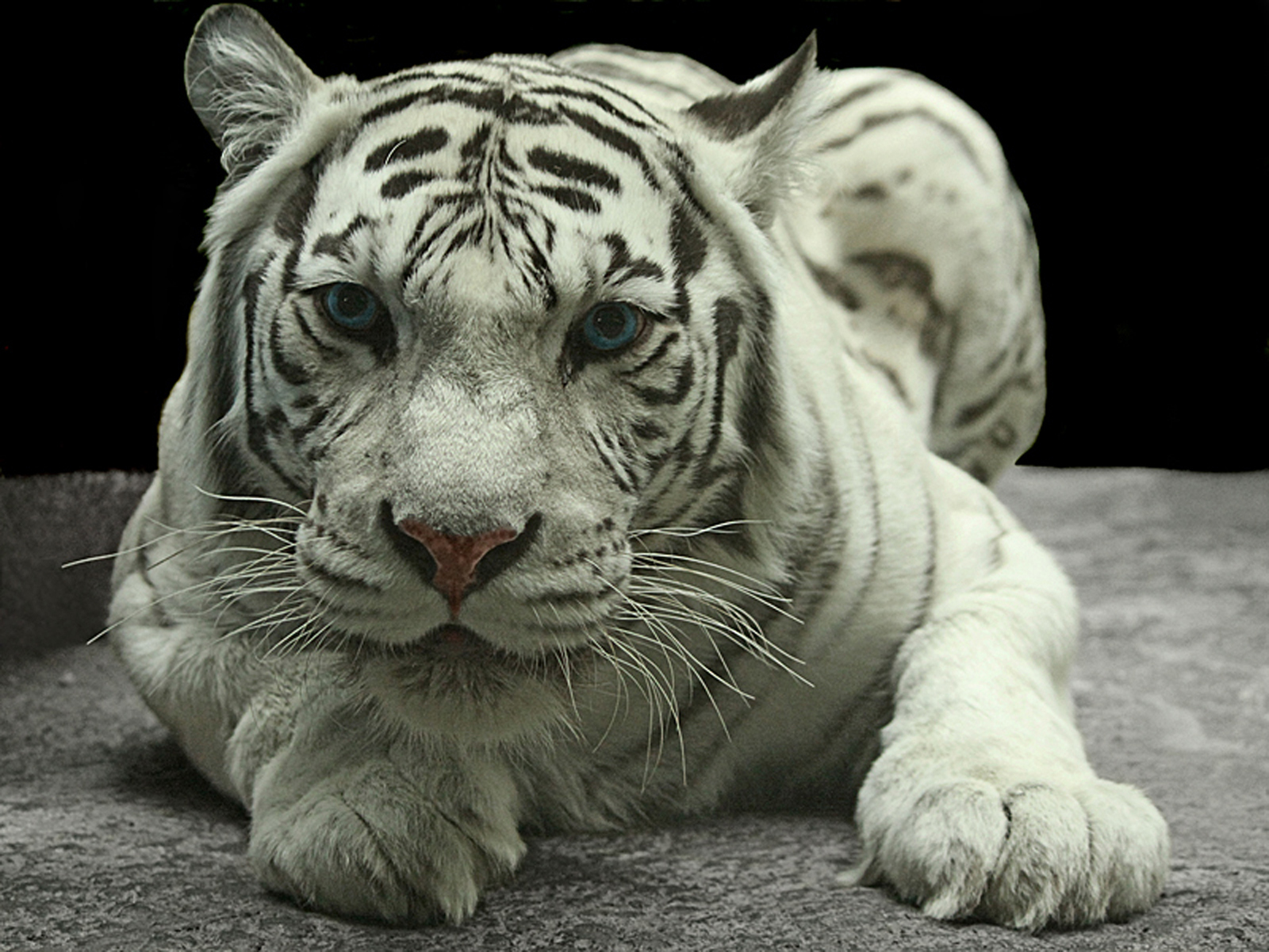Cute Baby White Tiger Wallpaper