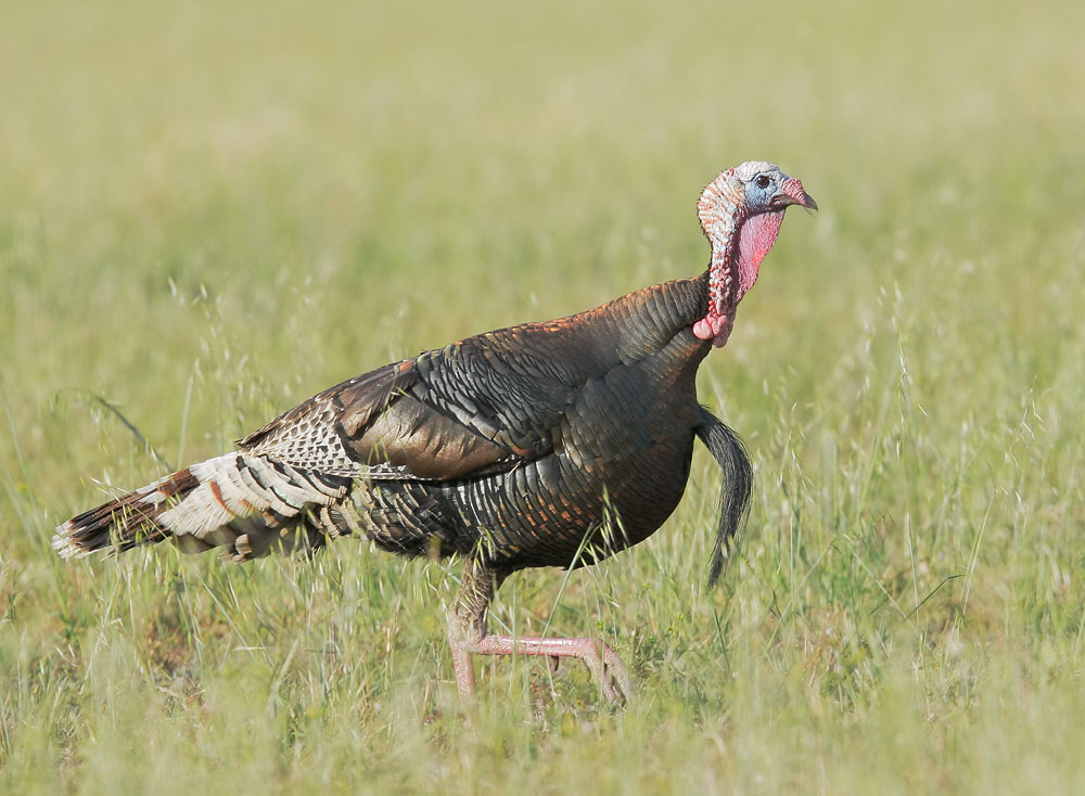 Wallpaper Pictures Image And Photos Male Wild Turkey