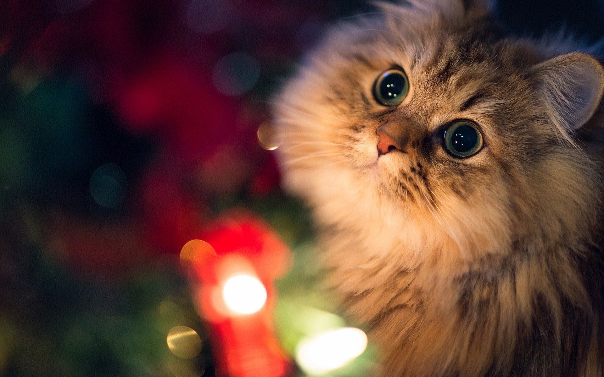 Awesome Cat Close Up wallpaper 1920x1200 11448