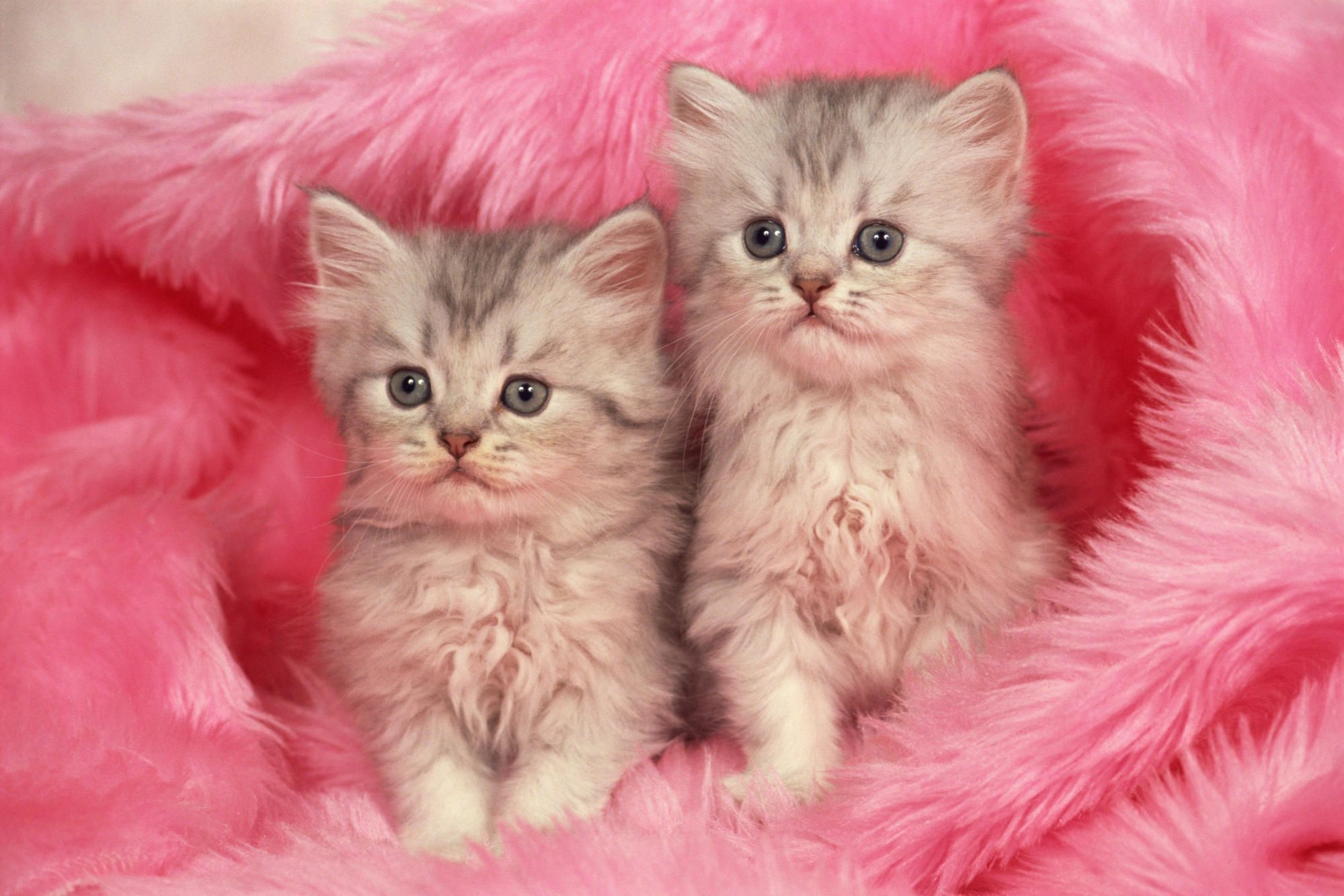 🔥 Free download Pink Kitten Wallpapers Download at WallpaperBro