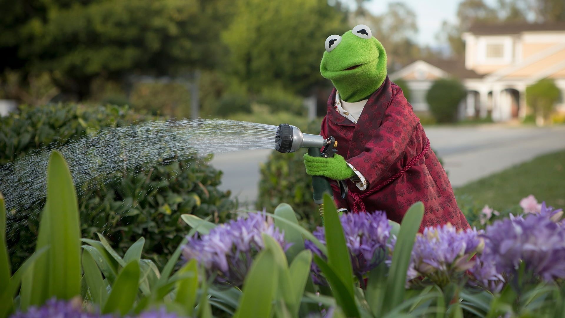 Kermit The Frog Wallpaper