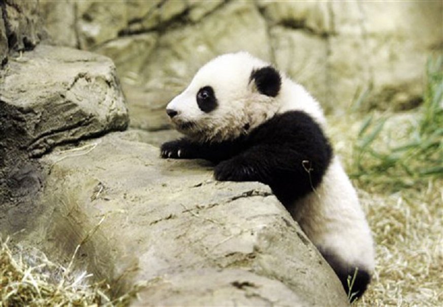 baby panda wallpaper   ForWallpapercom