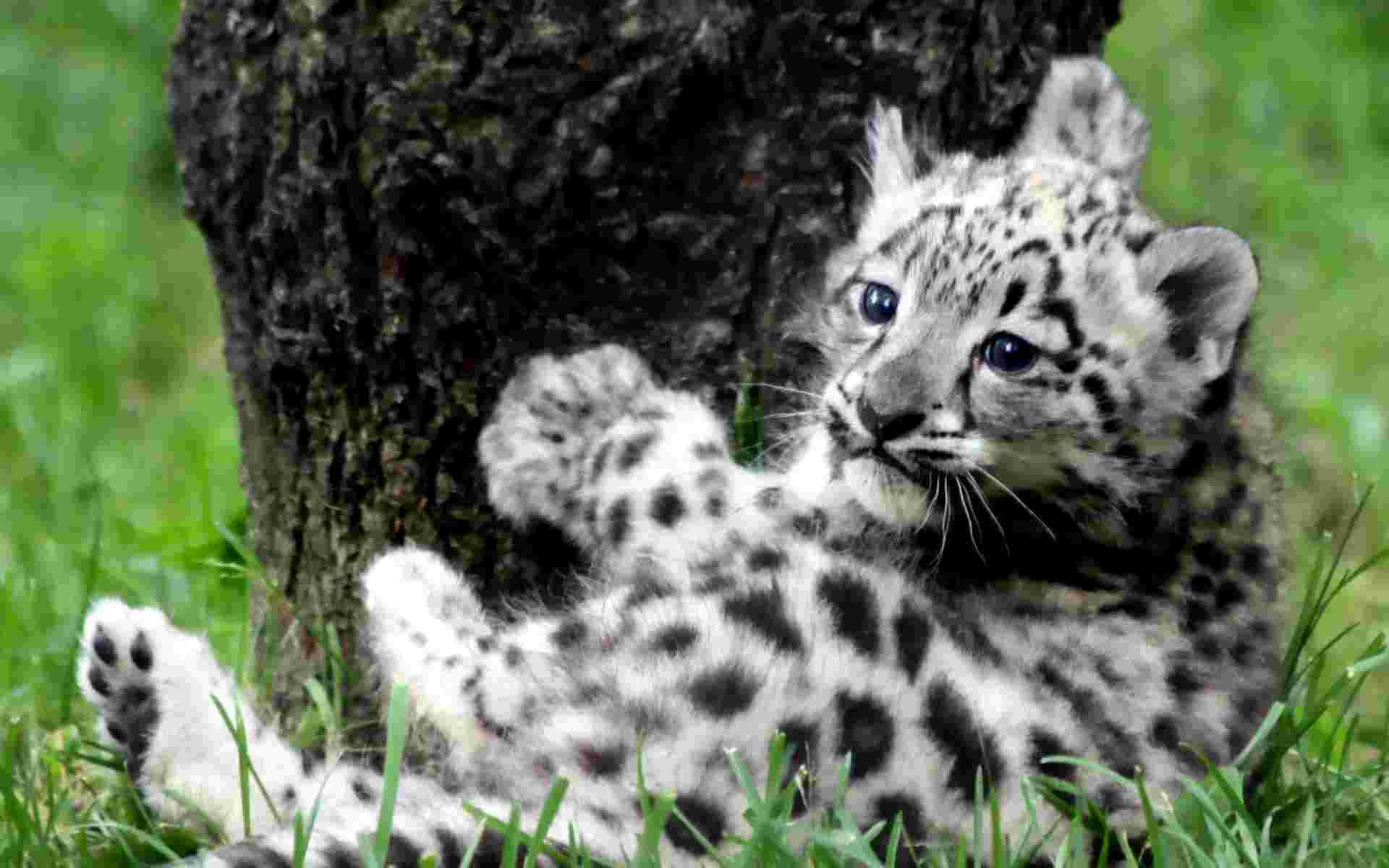 Siberian Tiger Cub Wallpaper Cubs Animals Nature