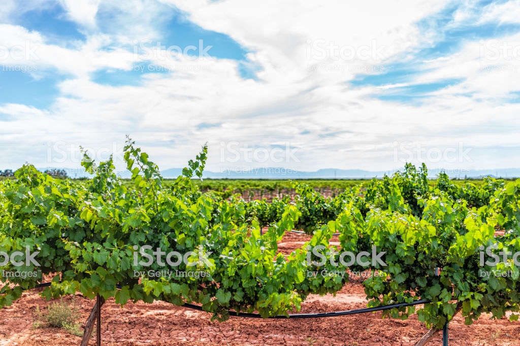 Alamogordo New Mexico Vineyard Winery Grape Vine Farm For Wine