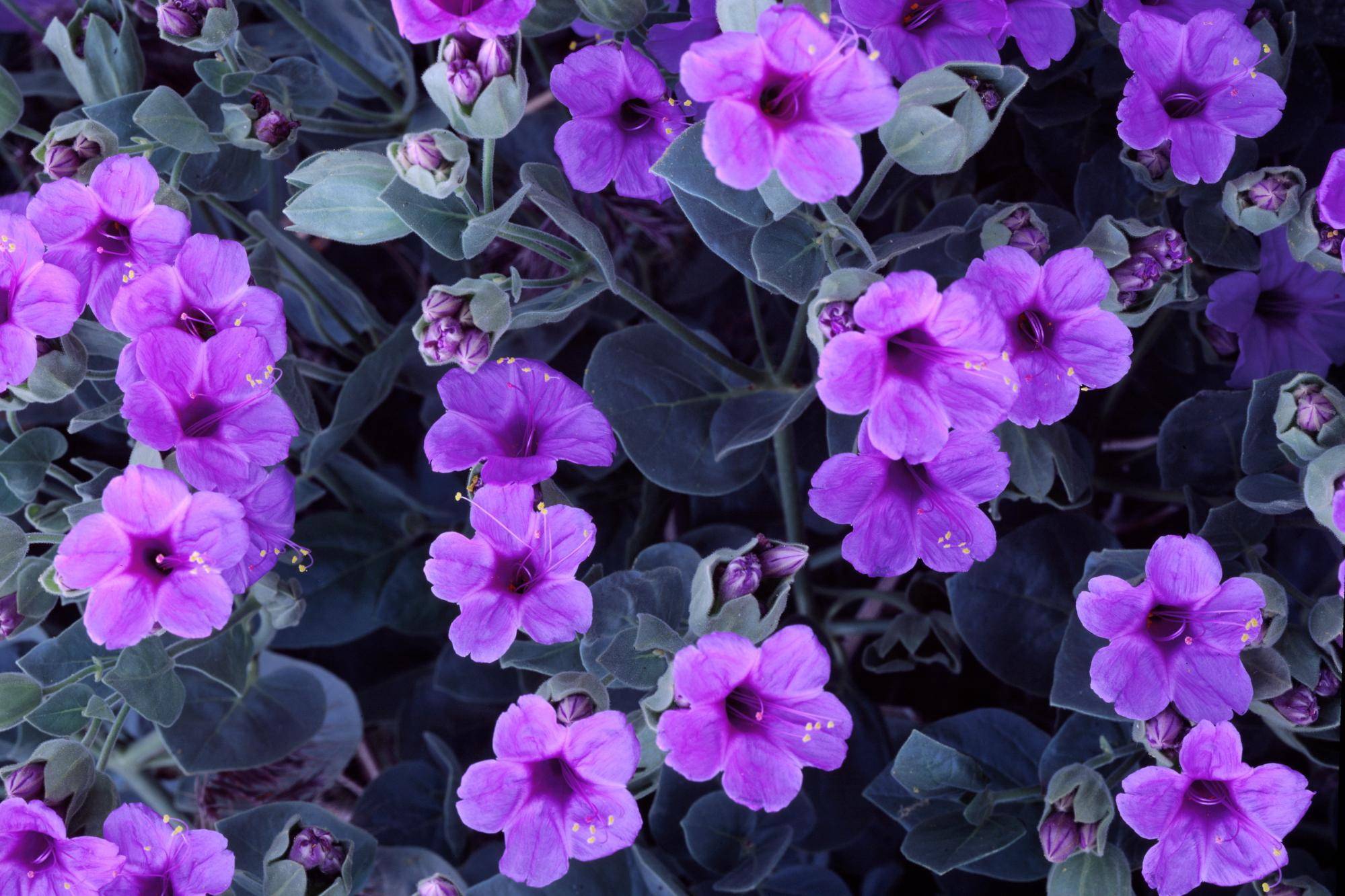 Purple Cute Flowers Wallpaper Pink And