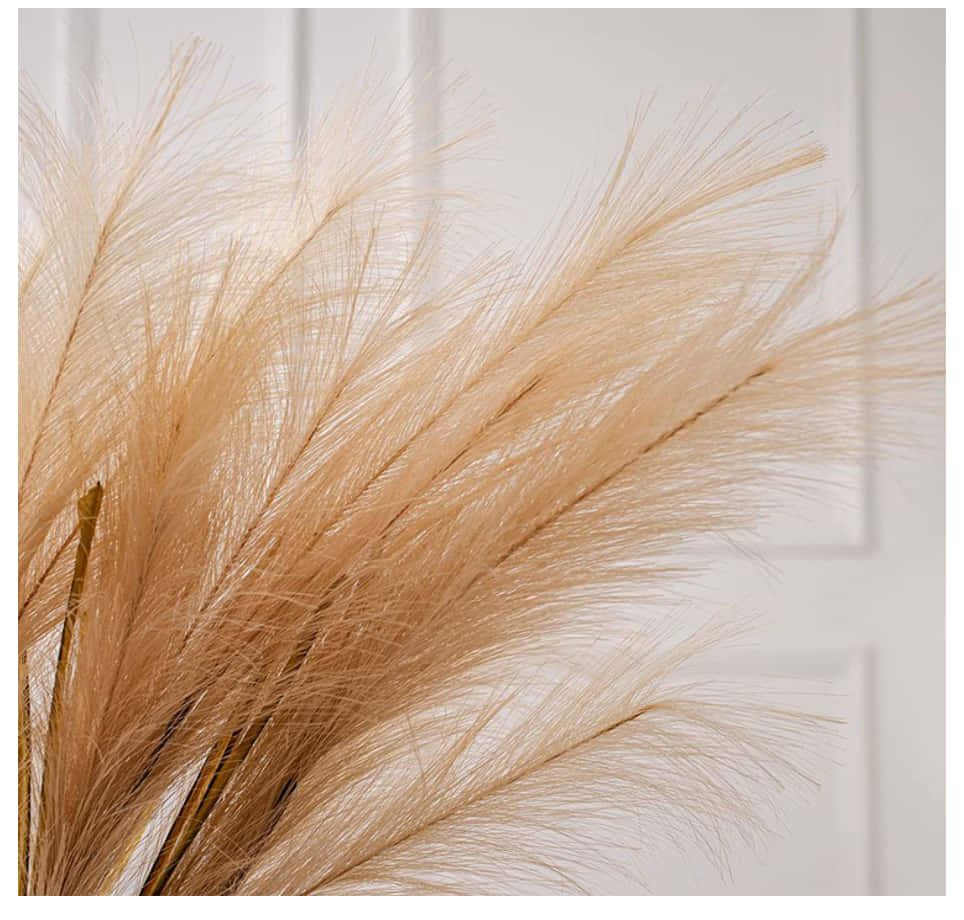 Pampas Grass Background With White Wall Wallpaper