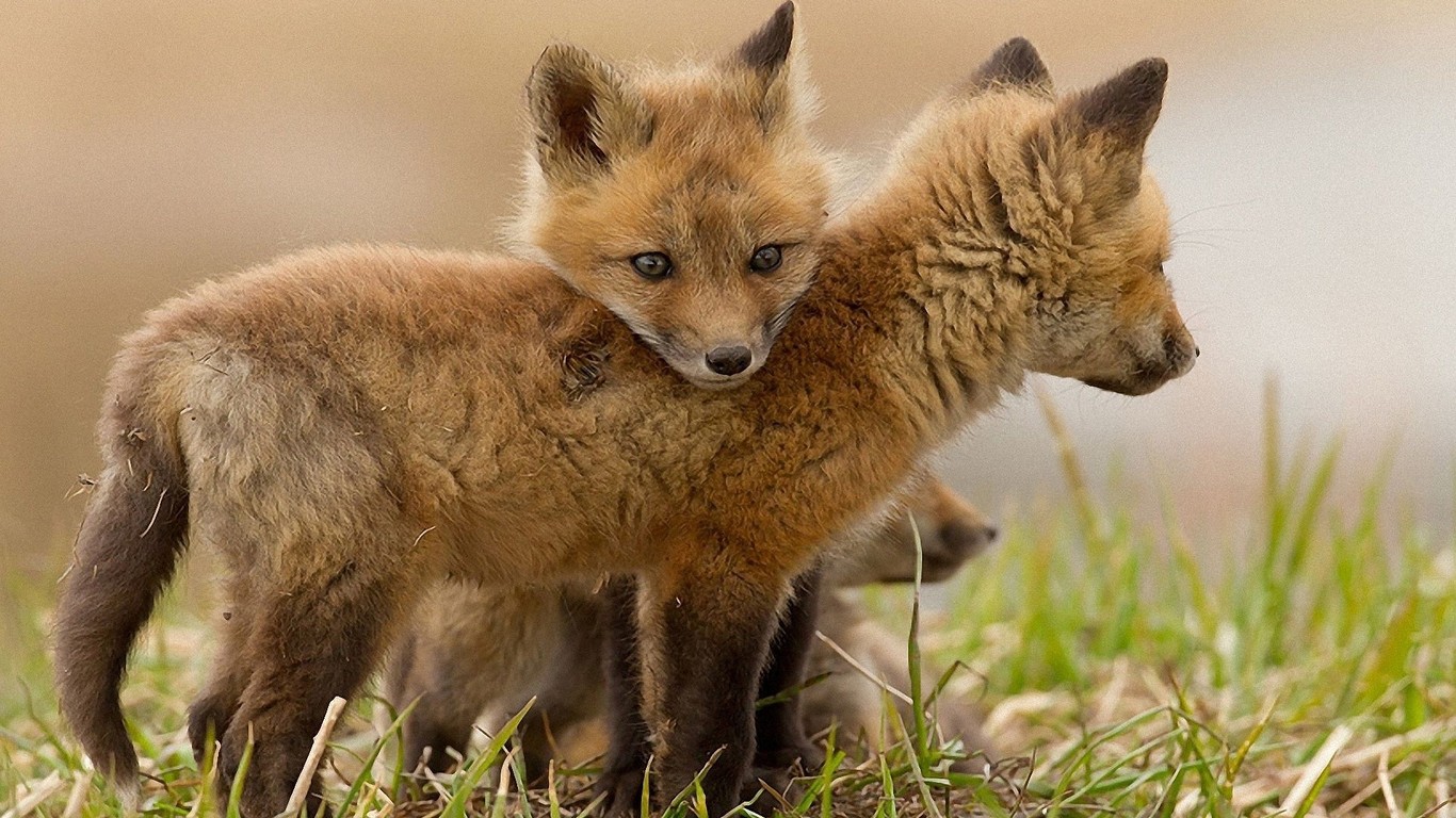 Fox cubs wallpaper 9651
