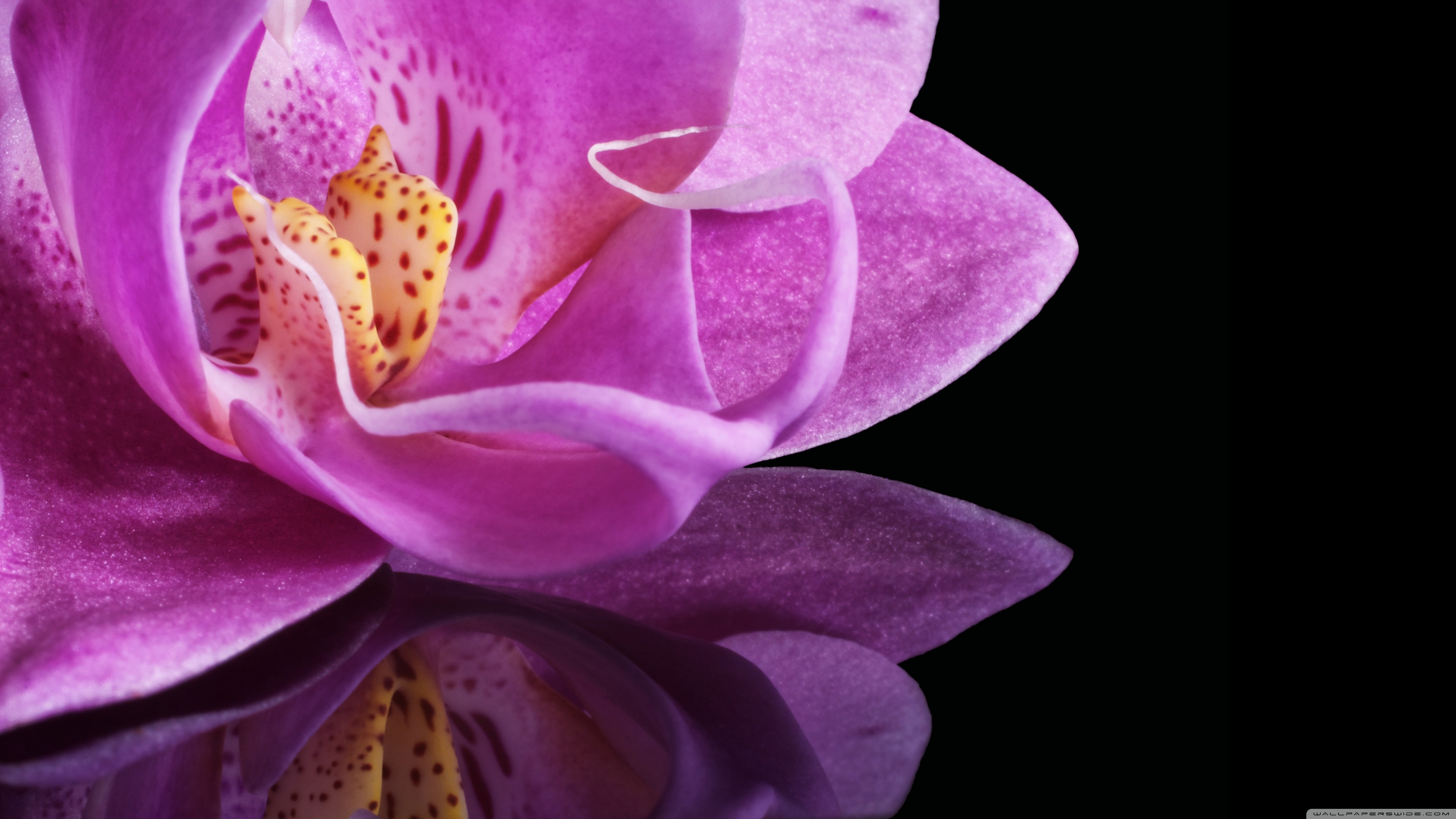 Orchid Flower 4k HD Desktop Wallpaper For Ultra Tv Wide