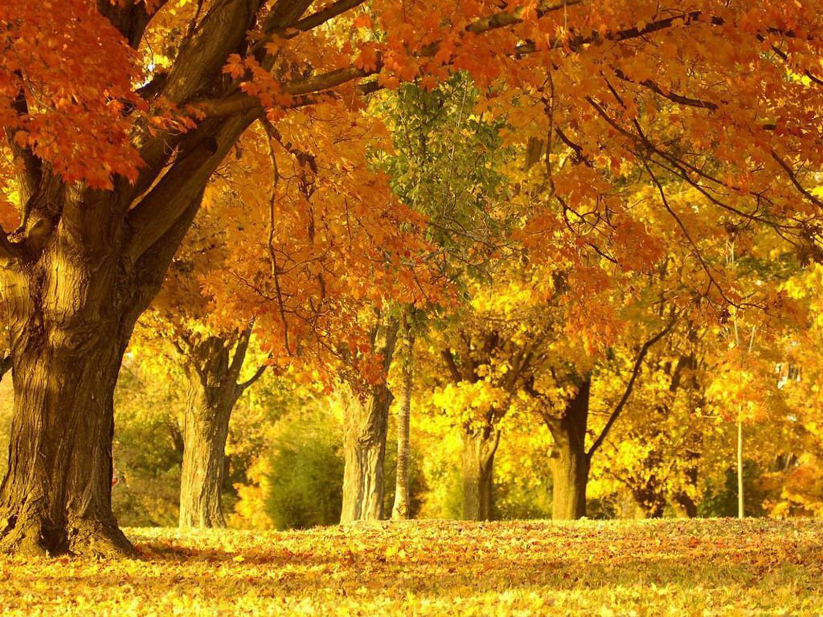 Beautiful Autumn Scenery Wallpaper Removable