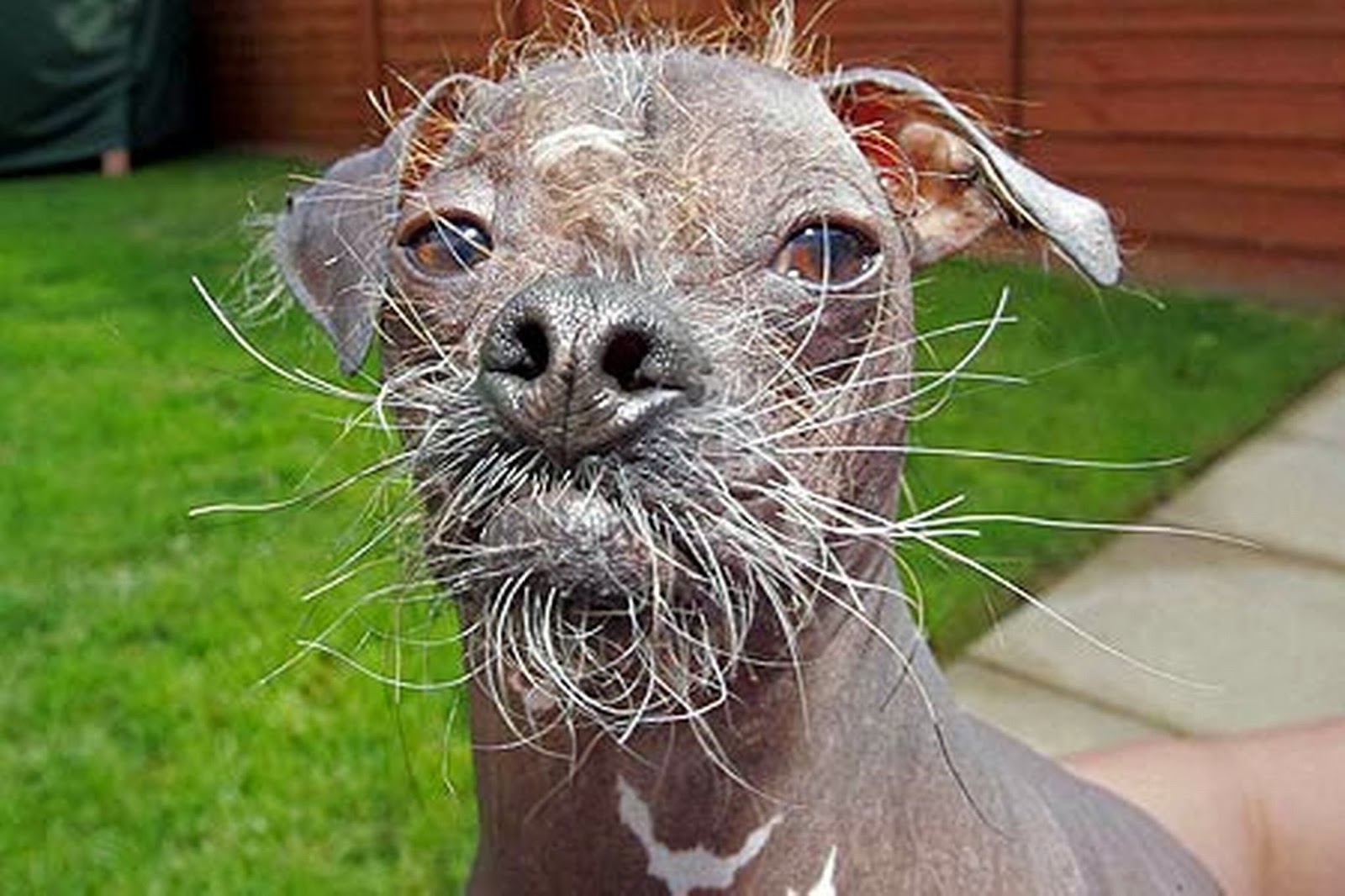Ugly Animals Wallpaper