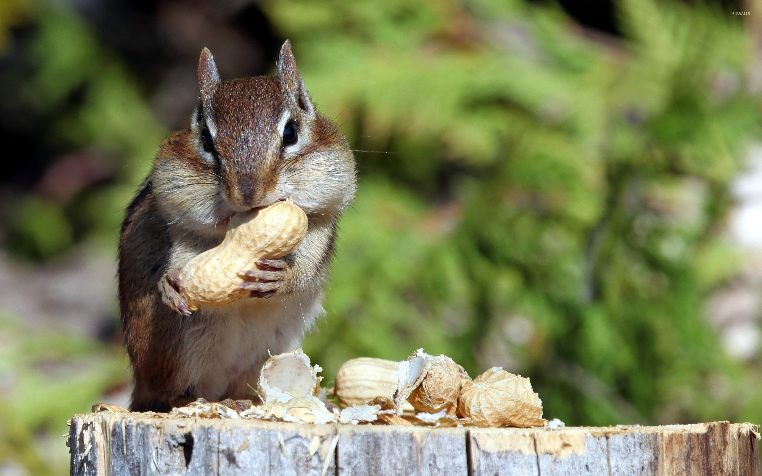 Chipmunk Eating Nuts Wallpaper Animal