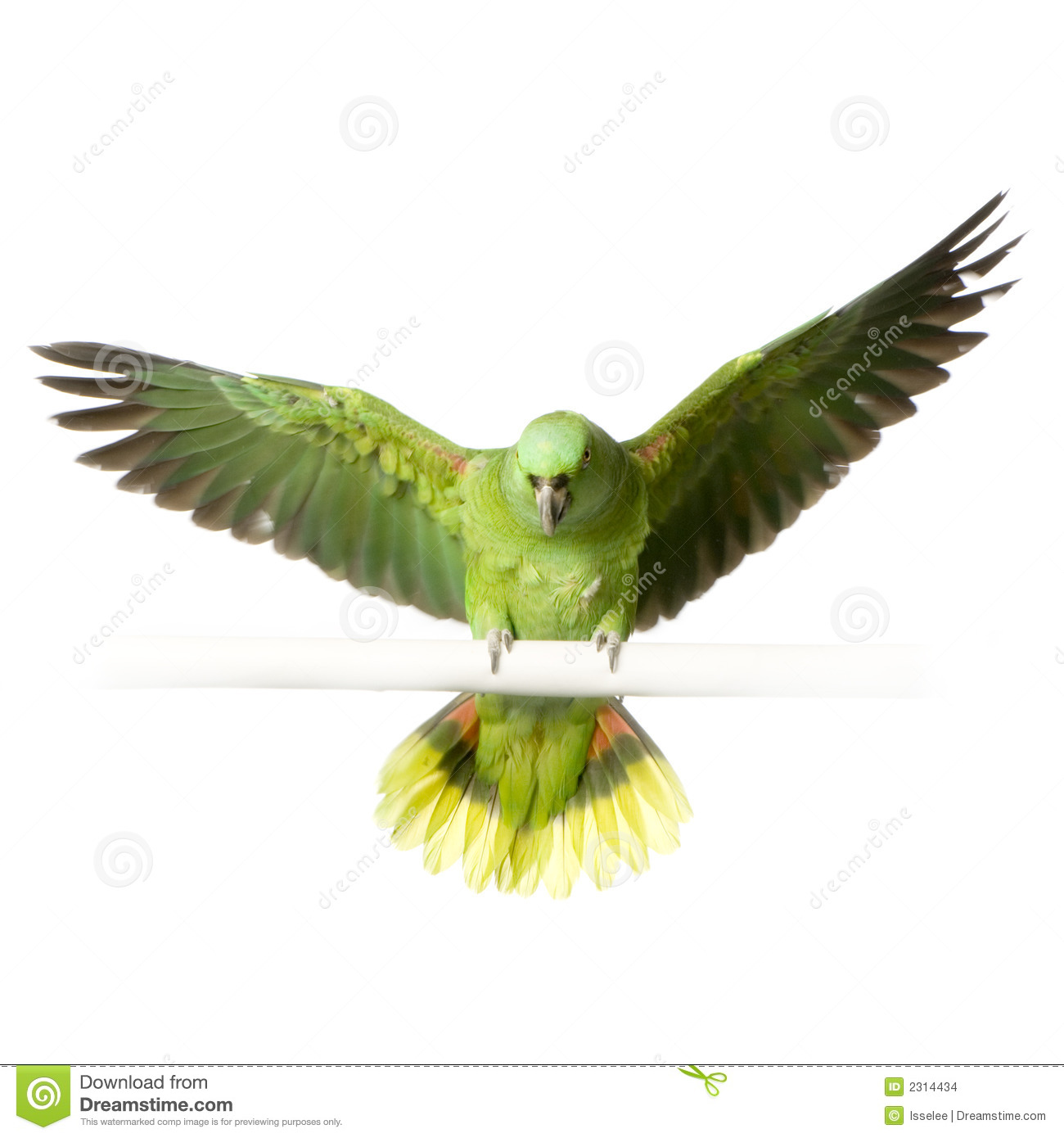 Free download Yellow naped Amazon Stock Images Image 2314434 [1300x1390