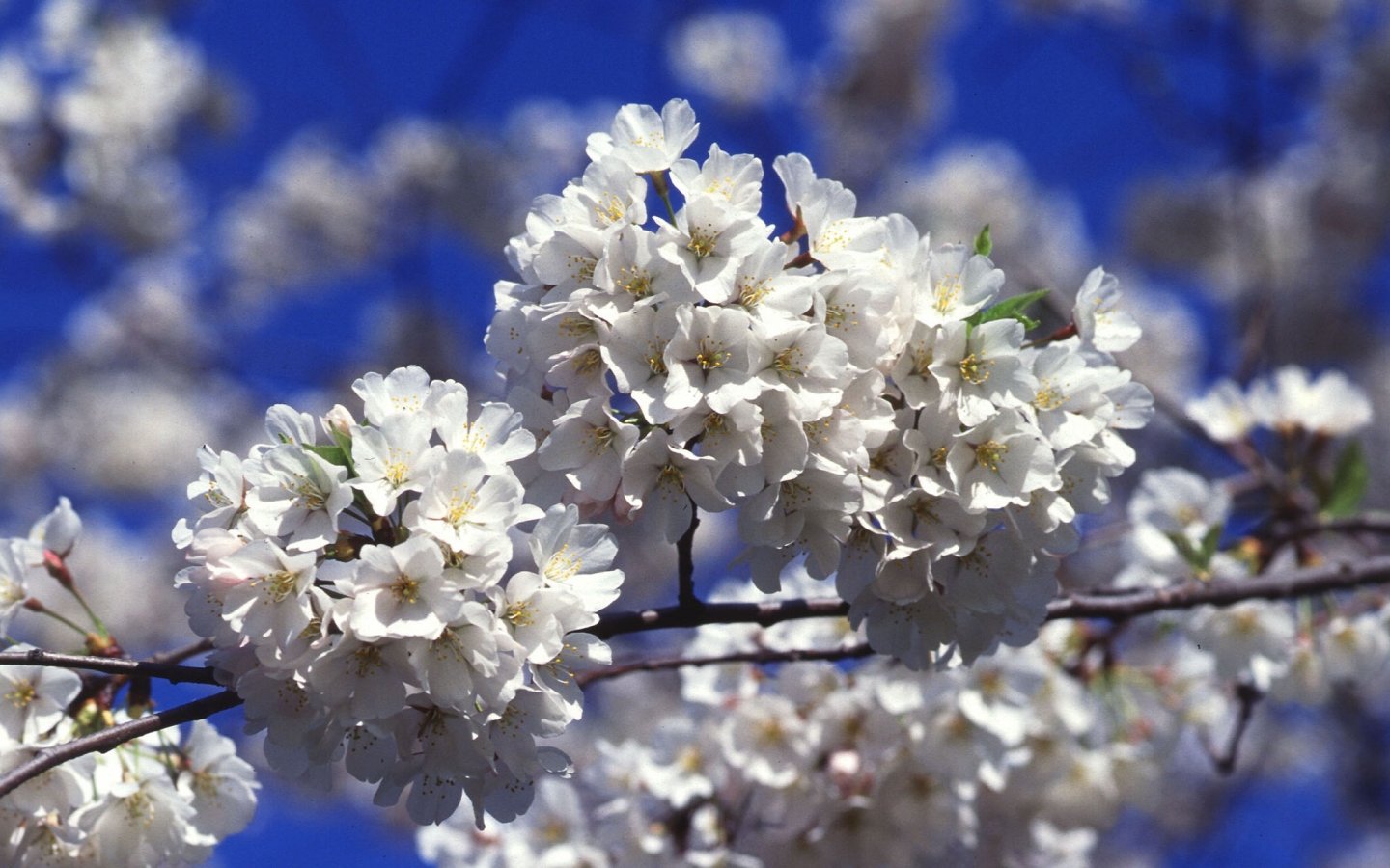 Washington DC Cherry Blossoms   Desktop Wallpaper 1440x900
