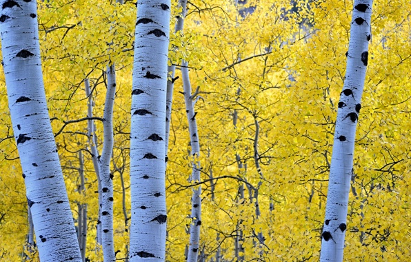 Aspen Tree Wallpaper Release Date Specs Re Redesign And Price