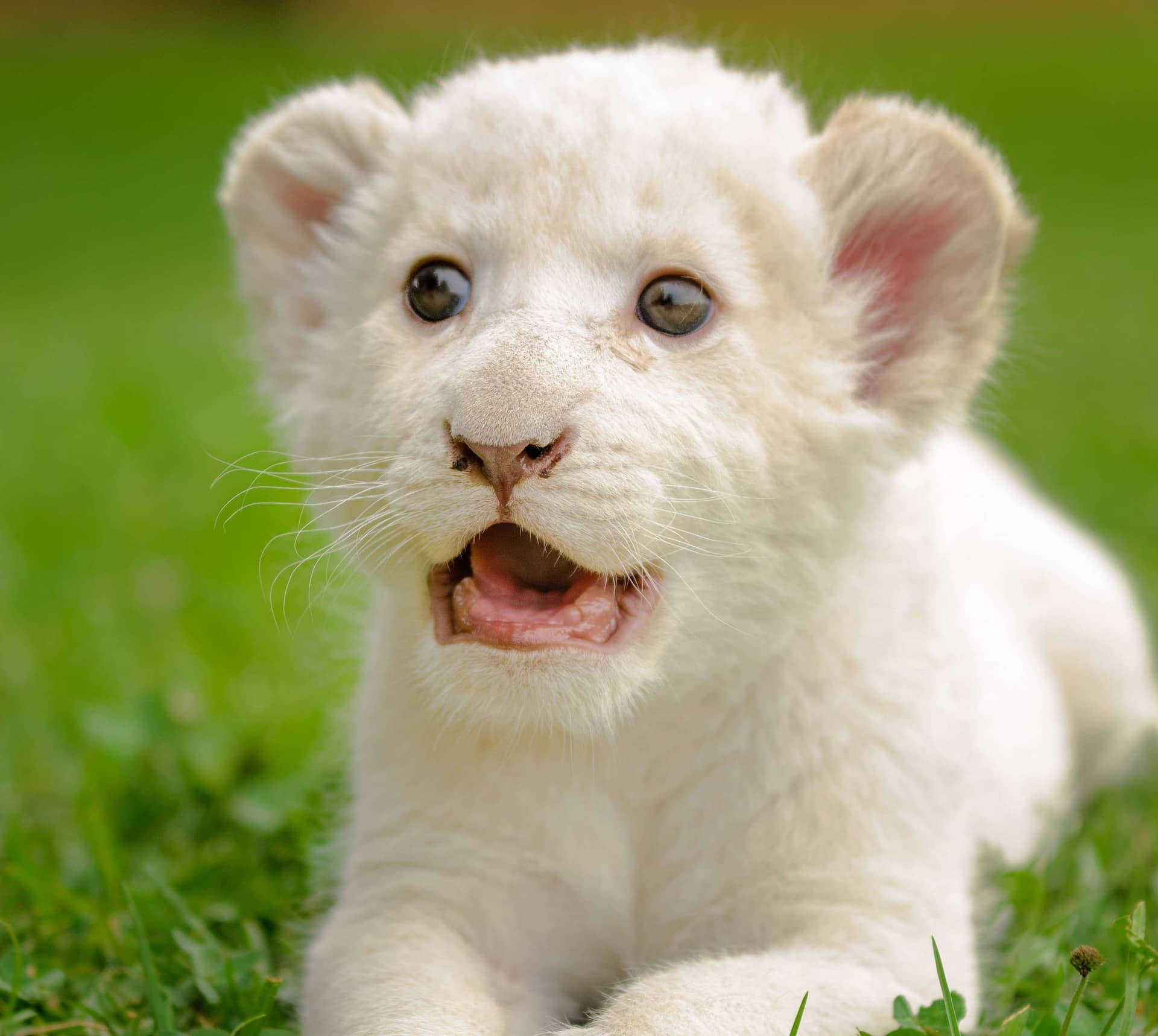 Baby Lion Wallpaper