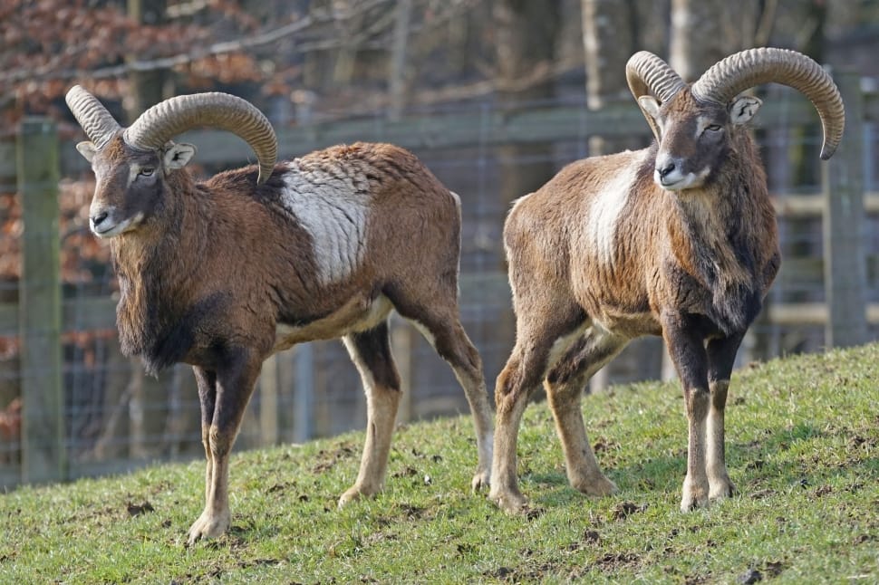 Mouflon Horned Horns Ruminant Animal Wildlife Animals In The
