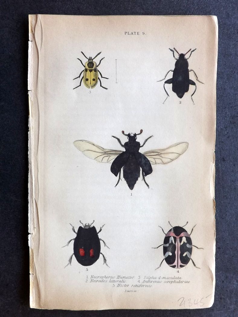 Jardine Hand Col Beetle Print Necrophorus Necrodes Silpha