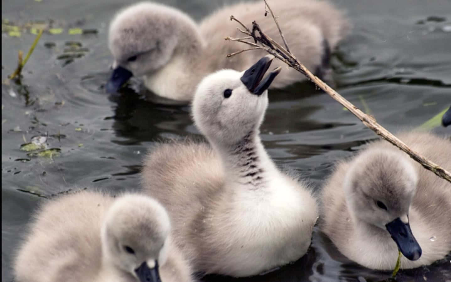 Baby Duck Background Wallpaper