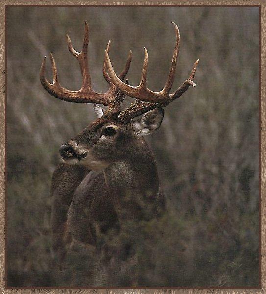 48 Whitetail Deer Screensavers And Wallpaper On Wallpapersafari