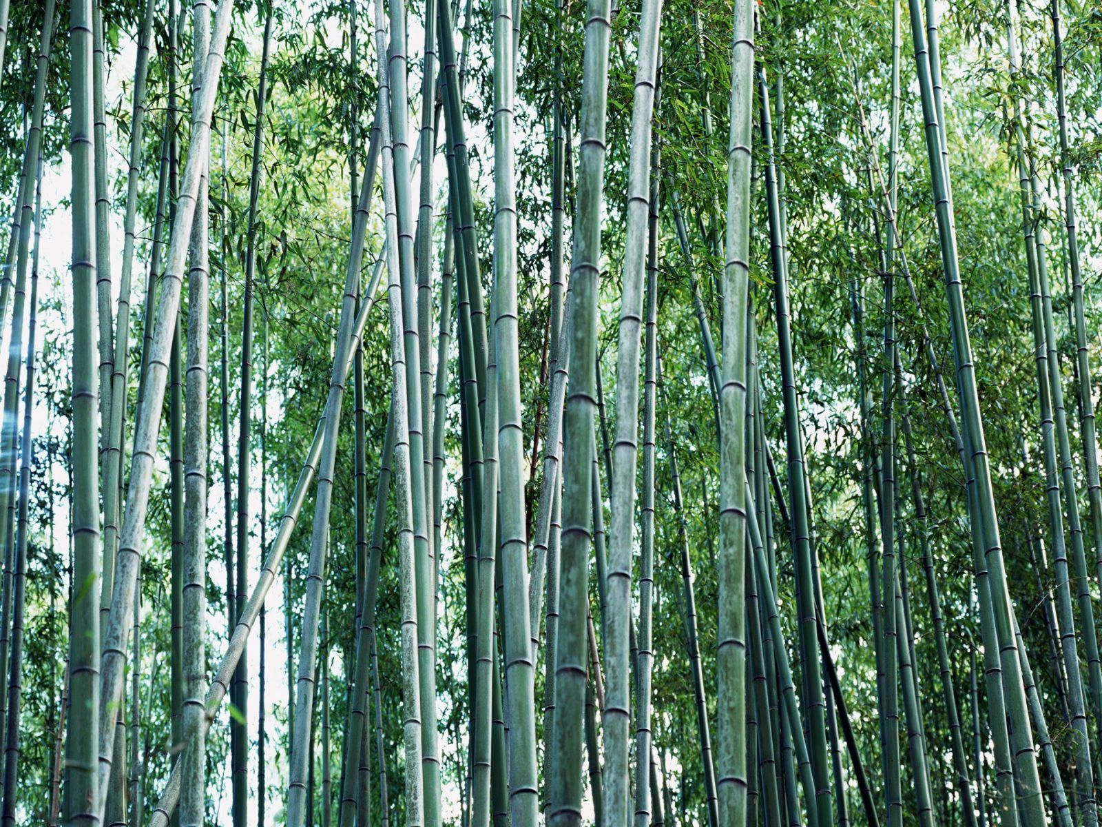 Bamboo Wallpaper Design
