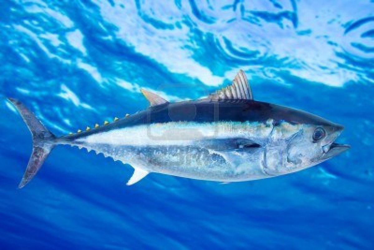 Bluefin Tuna Thunnus Thynnus Saltwater Fish Underwater Sea